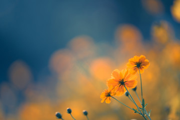 世界上十大奇异动物