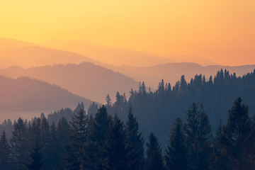 世界上十大奇异动物